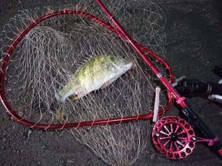 2022/12/14 南港ヘチ釣り釣行