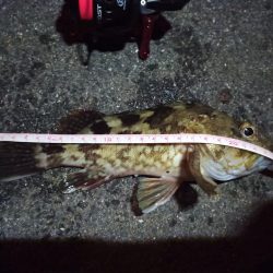 2022/12/15 南港ライトゲーム釣行