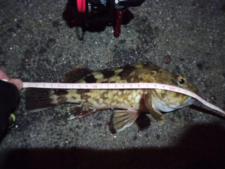 2022/12/15 南港ライトゲーム釣行