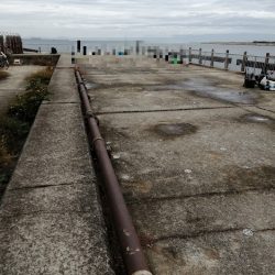 青物チャレンジ