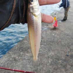 播磨新島のキス調査