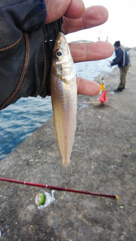 播磨新島のキス調査