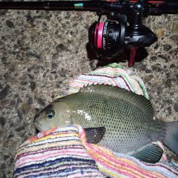 2022/12/21 南港ライトゲーム釣行