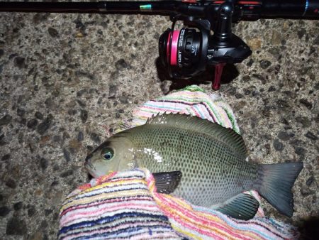 2022/12/21 南港ライトゲーム釣行