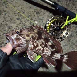 2022/12/26 南港ヘチ釣り釣行