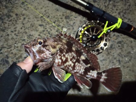 2022/12/26 南港ヘチ釣り釣行