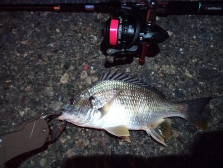 2022/12/28 南港ライトゲーム釣行