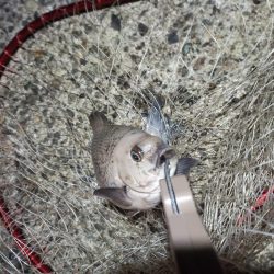 2022/12/31 南港ライトゲーム釣行