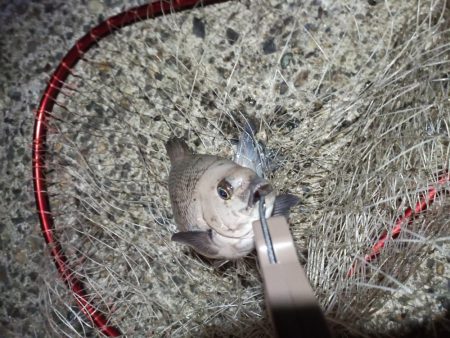 2022/12/31 南港ライトゲーム釣行