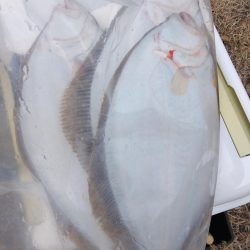 釣り納めでヒラメ4匹