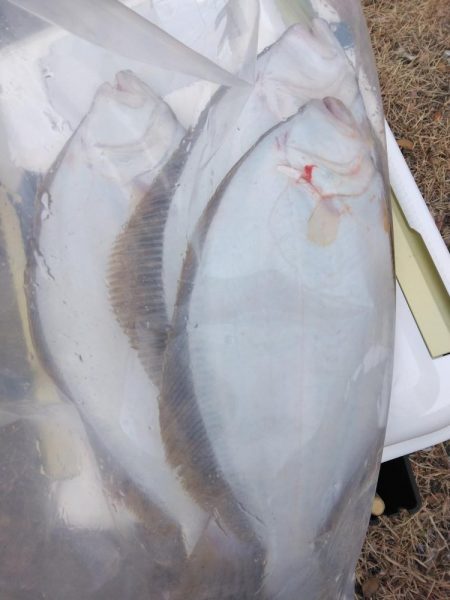 釣り納めでヒラメ4匹
