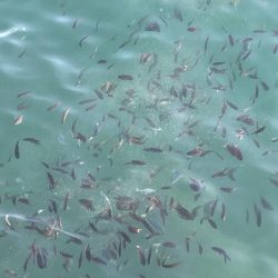 師走のグレ狙い