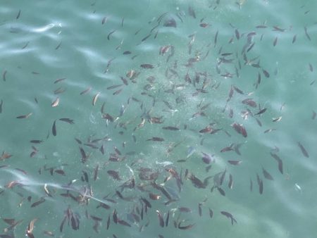 師走のグレ狙い