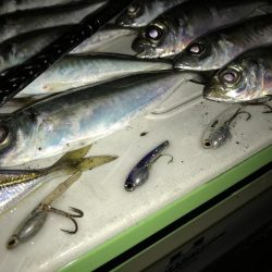 青物が終わって