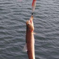 また、また、あいつが・・・・!