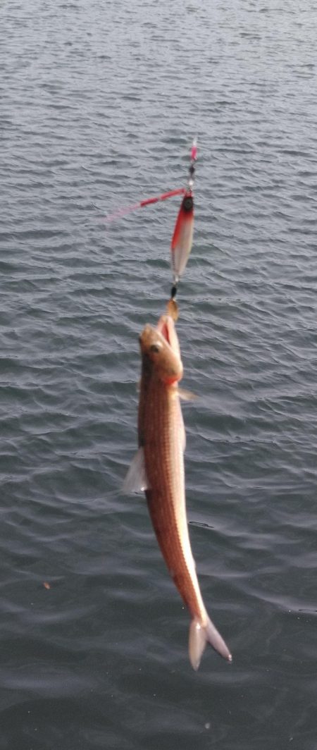 また、また、あいつが・・・・!