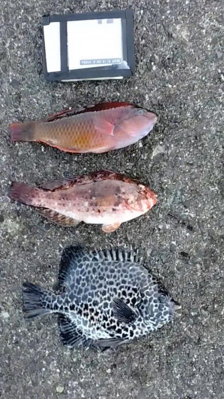 2022年納竿釣行伊豆大島