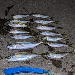 釣り納めアジング