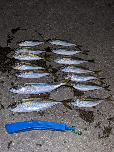 釣り納めアジング
