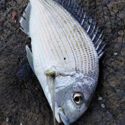 深棚で寒グレ狙い撃ち