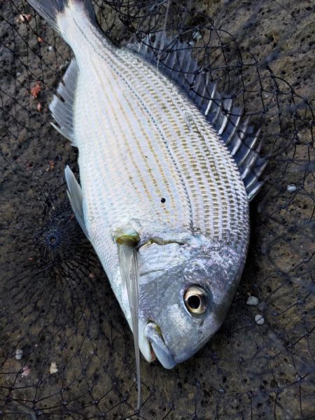 深棚で寒グレ狙い撃ち