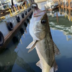尼崎 冬のエビ撒き釣り