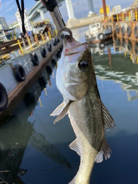 尼崎　冬のエビ撒き釣り
