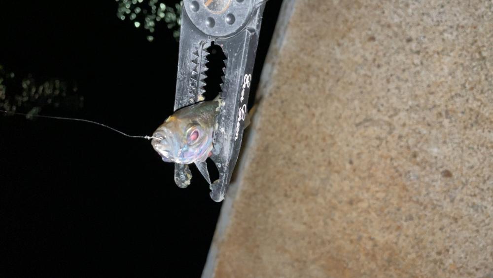 入れ食い短時間釣行