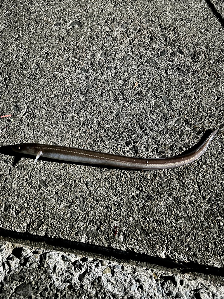 シーバス＋ちょい投げ