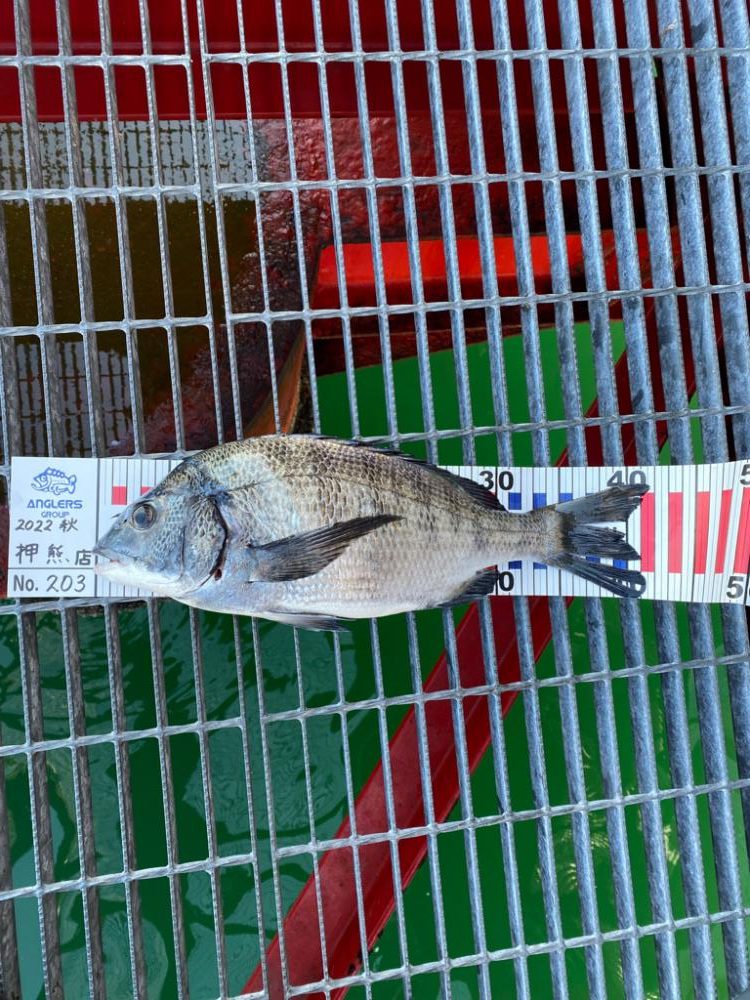 尼崎魚釣り園でチヌ2匹