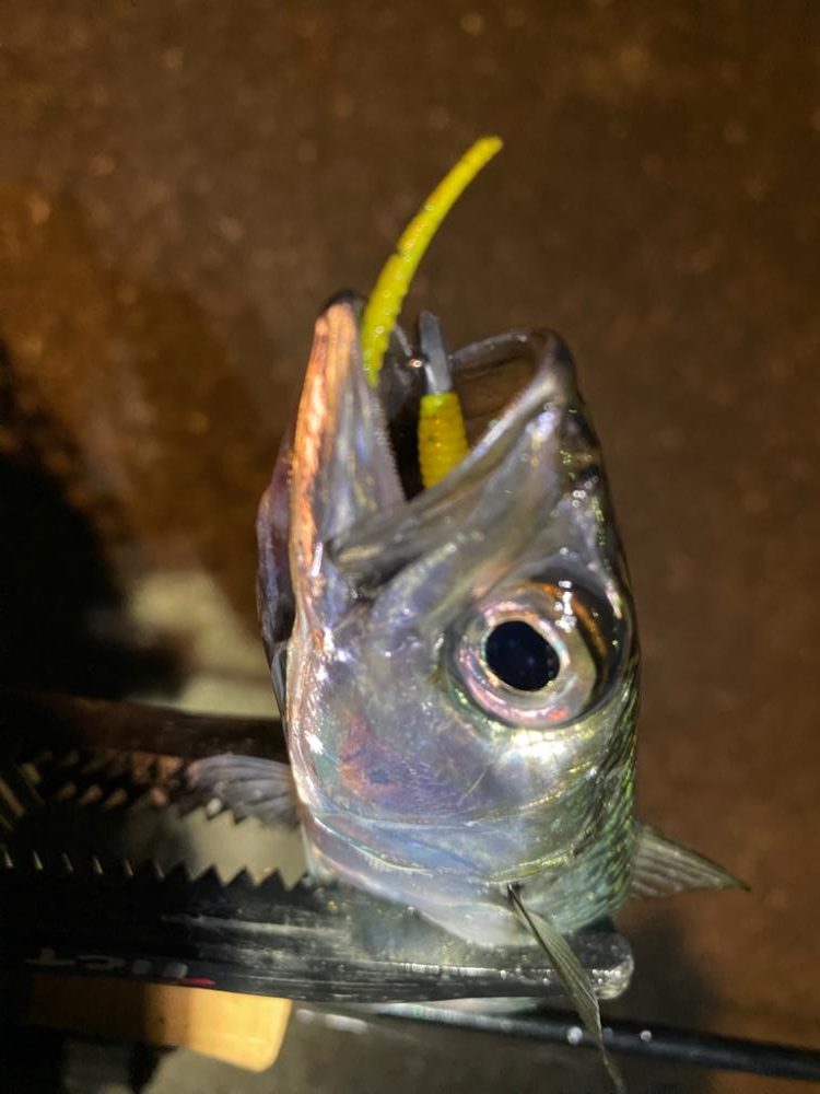 大阪湾奥アジング