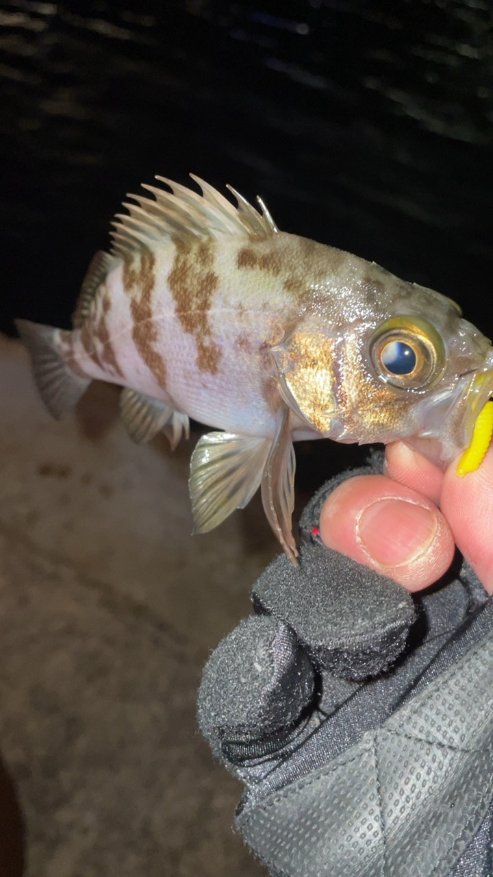 メバリング修行