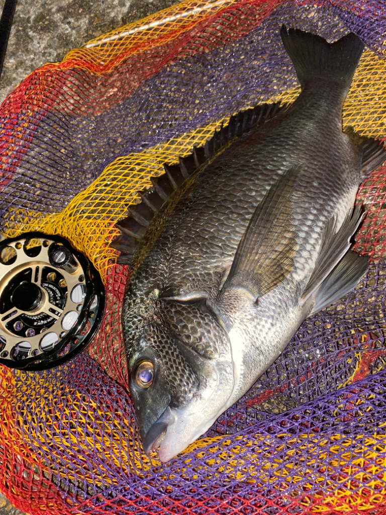 ヘチってきました