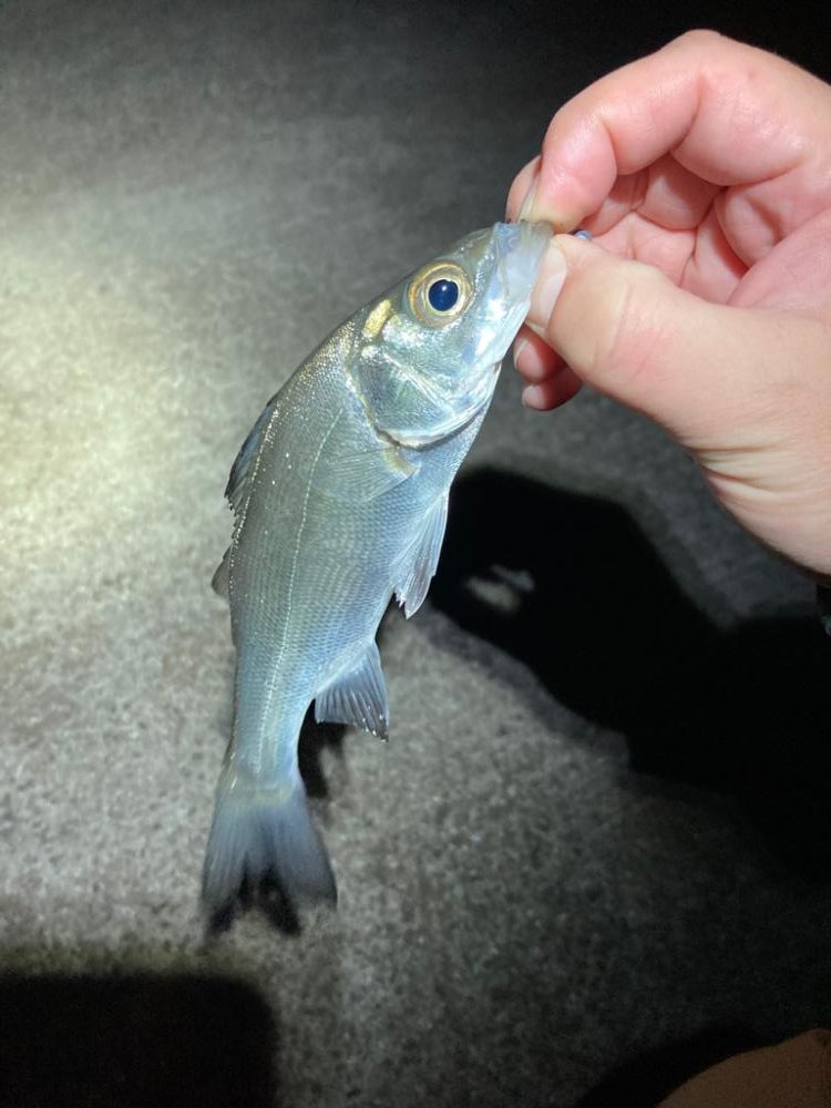 初のジグ単専用機