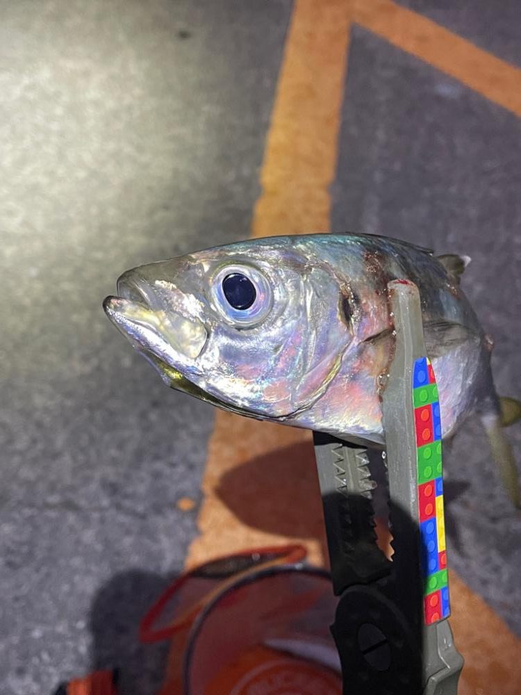 ボクにもサンタが来たみたい