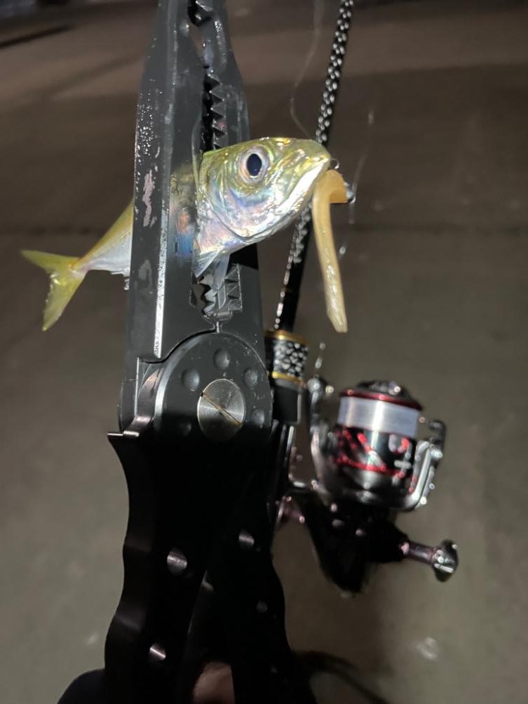 ポツポツアジング【若狭湾】