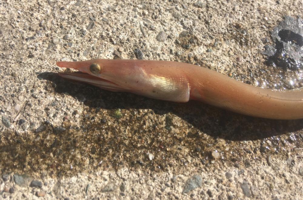 チヌ納め　釣り納め