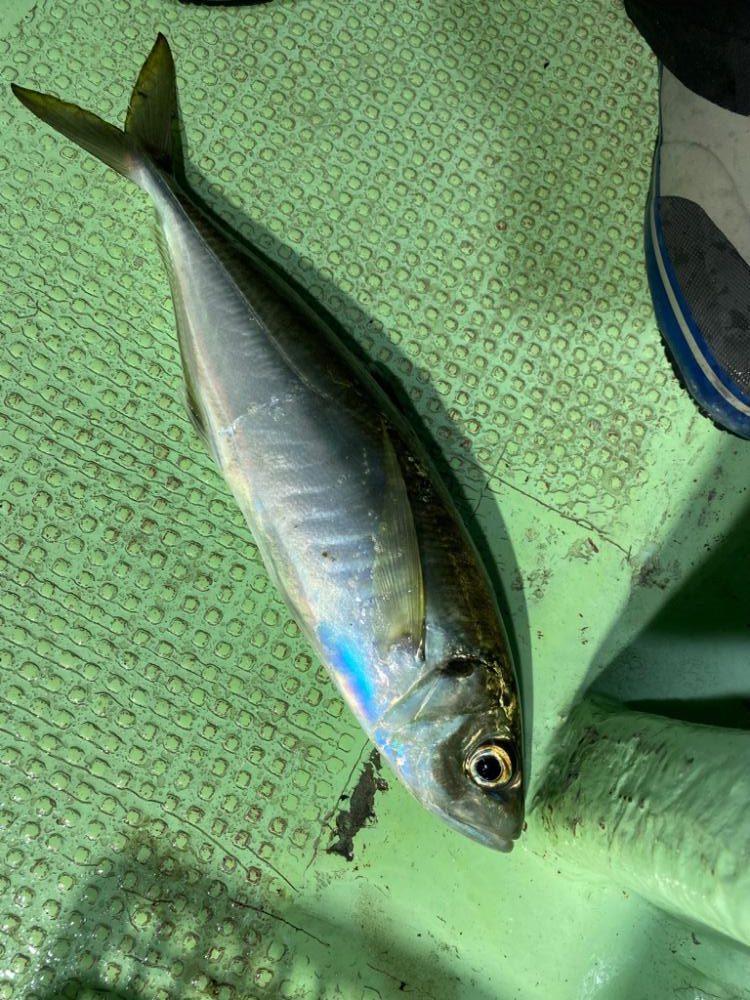 イカメタル＆パチコン