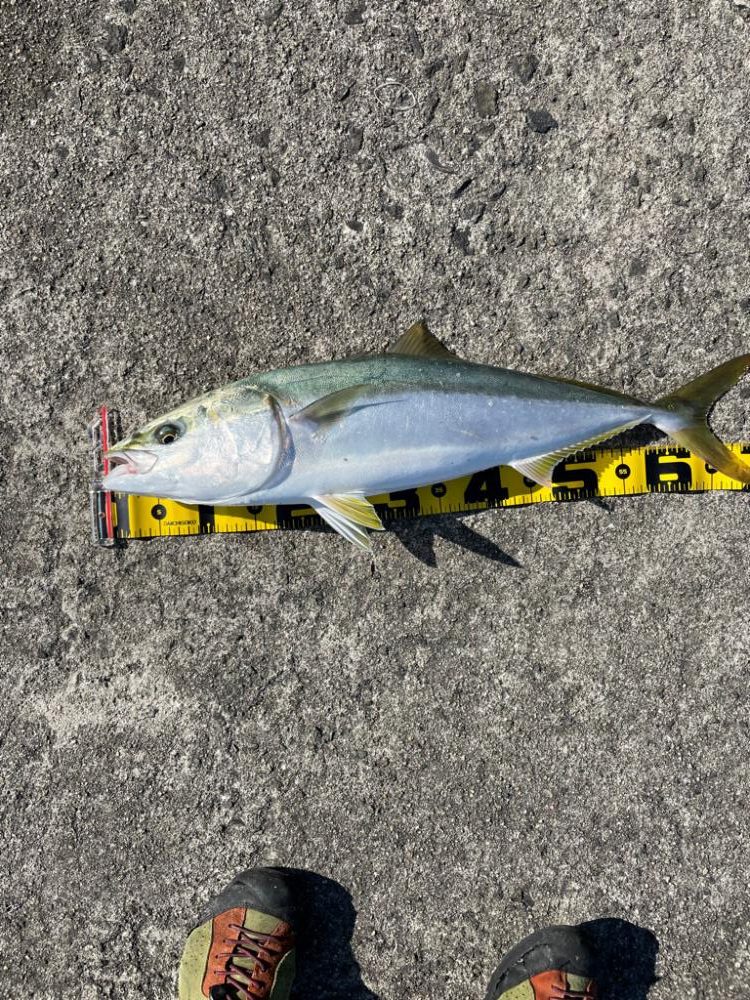 メジロ大漁　岸和田一文字