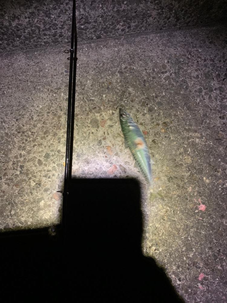 ラスト大サバ？