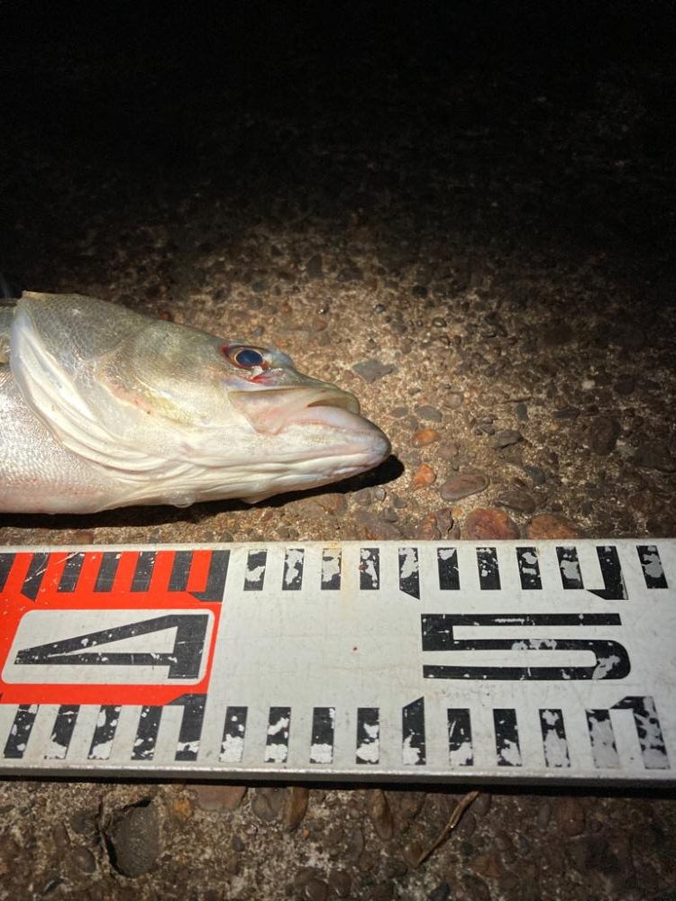 急な強風で戦意喪失