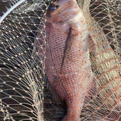 シマアジ確保！