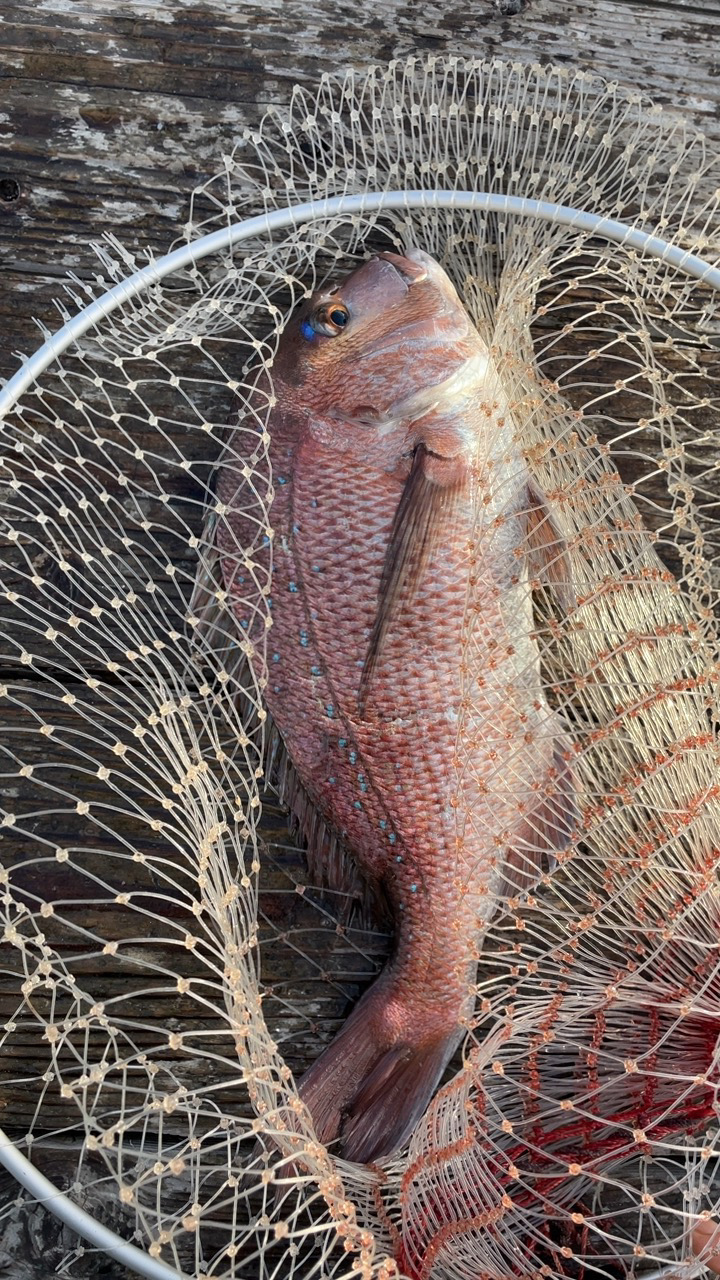 シマアジ確保！