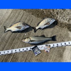 濁りが緑色の状況の中で