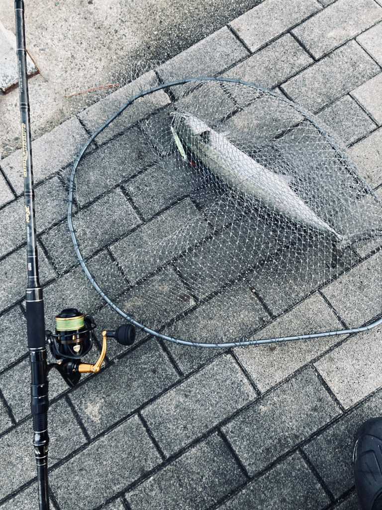 爆混み湾奥コスモ。何とか青牙53cm。。