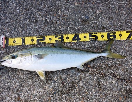 期待とは裏腹に…