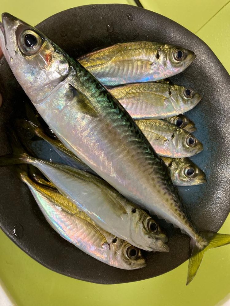 ポツポツ釣れた