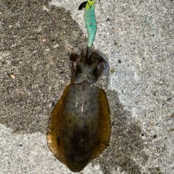 懲りずにキロアップチャレンジ！