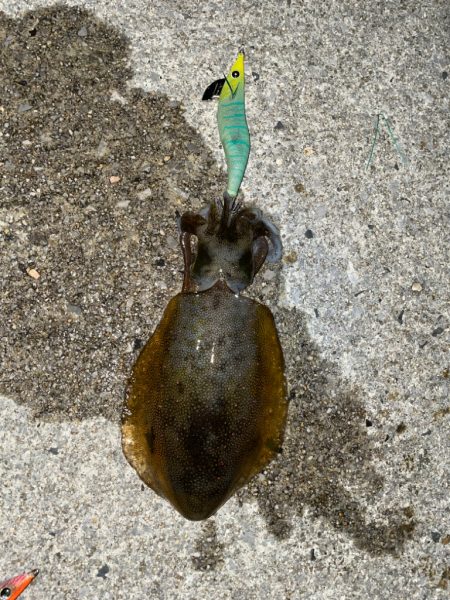 懲りずにキロアップチャレンジ！