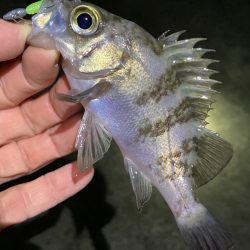 なんとかアジ、メバル